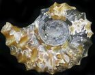 Polished, Agatized Douvilleiceras Ammonite - #29295-1
